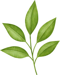 Watercolor green leaves branch