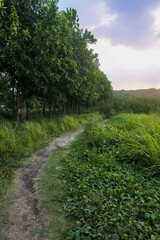 a dirt path in the middle of a middle of nowhere with thick leaves and grass with a beautiful evening sky