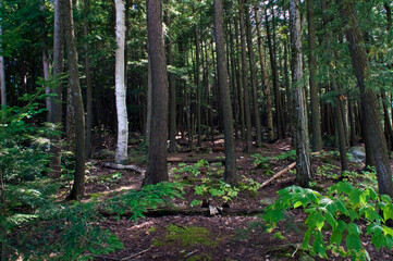 Fototapeta premium A tall stand of trees on whiteface mountain in wilmington new york, showing birch, pine and hemlock trees on a sunny summer afternoon.