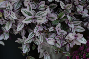 Inchplant (Tradescantia Zebrina)
Plant.  selective focus close up. 
Herbaceous perennial flowers. Purple leaves.