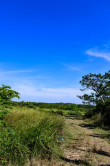 Fototapeta na wymiar Beautiful bright blue sky in savannah in Indonesia