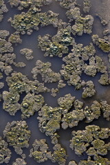 Water stagnation during heavy rains and long droughts.