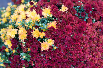 Florist Chrysanthemum flower are blooming