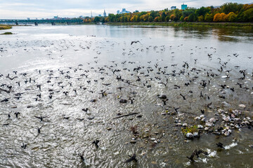 Widok z drona, panorama Warszawy. Ptaki na pierwszym planie