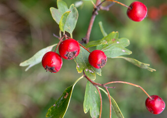 Red Hawthorn (Crataegus) berries in autumn. The plant is also known as Quickthorn, Thornapple,...
