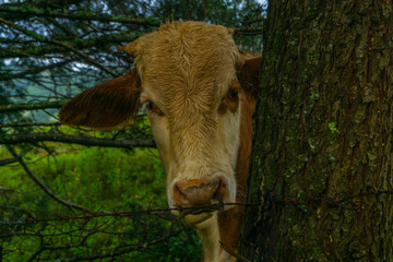 vaca asomándose detrás de un tronco