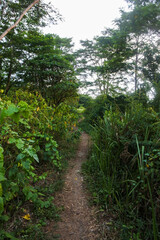 a small simple dirt path in the middle of the lush wilderness	