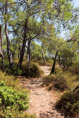 Fototapeta na wymiar View of pine trees called Pinus Brutia and a pathway captured in Aegean coast of Turkey. It is a sunny summer day.