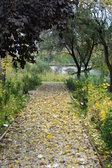 Fototapeta premium path in the park
