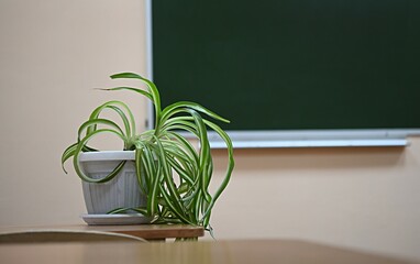 houseplant chlorophytum with dried leaves at the ends against the background of the chalkboard at school. Diseases of indoor plants