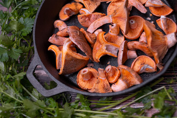 Lactarius deliciosus - the most sought-after edible mushrooms.