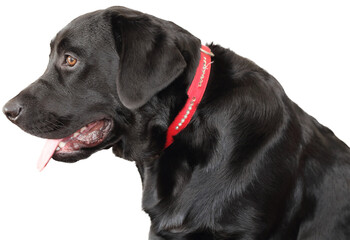 black labrador retriever