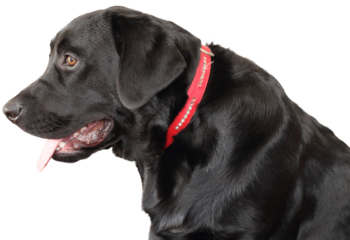 black labrador retriever