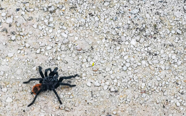 Tarantula brown black crawls on the ground Mexico.