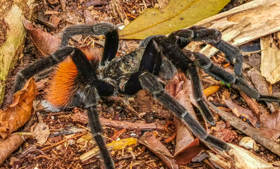 Tarantula brown black crawls on the ground Mexico.