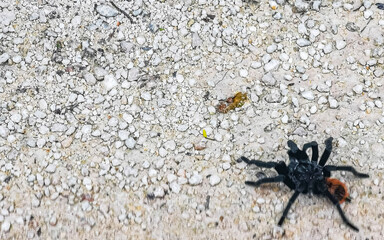Tarantula brown black crawls on the ground Mexico.