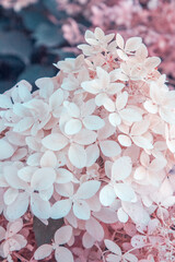 Delicate photo of hydrangea flowers. Romantic mood.