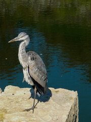 great blue heron
