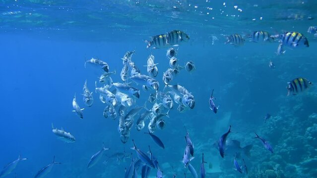 School of blue scary skull fishes in Red Sea Egypt