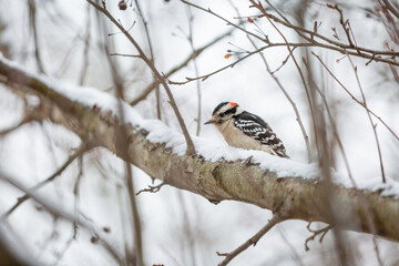 Downy woodpecker on snowy tree branch