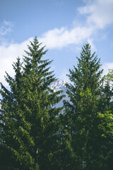 Amazing misty morning on the stunning Dolomite mountains in Italy. Pine forest with clouds and mist