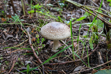 Panther fly agaric. Mushroom of the genus Amanita of the family Amanitaceae. Close-up.