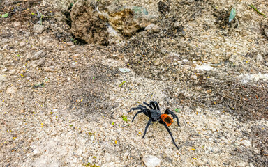 Tarantula brown black crawls on the ground Mexico.