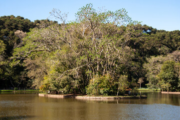 Trees inside a lake with a forest in the background