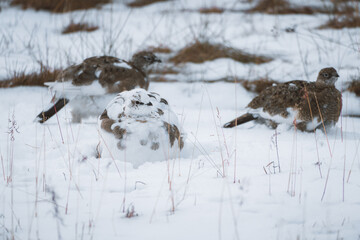 Arctic partridge