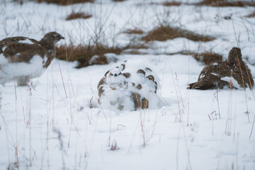 Arctic partridge