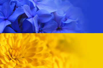 Close-up of blue and yellow colored flowers enlightened by sun formed into Ukrainian flag colours....