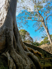 Angkor Wat Ruins Cambodia