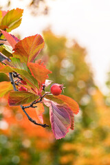 Picture of a branch with a berry. Autumn landscape.