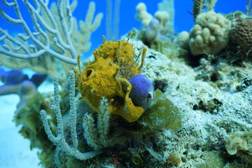 Corals in Exuma