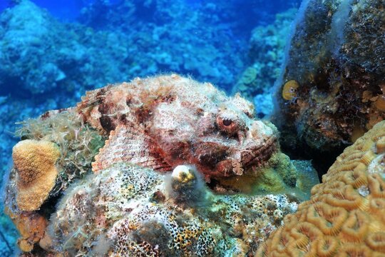 Scorpionfish Exuma