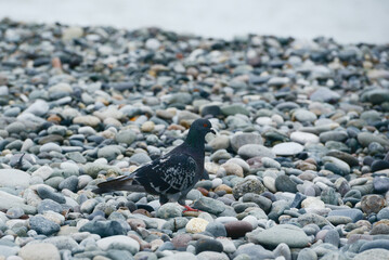 Cute pigeon standing on beach background