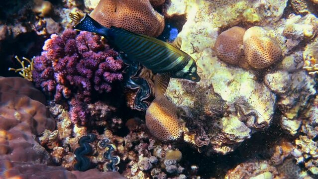 Blue triggerfish swimming in Red Sea, Egypt