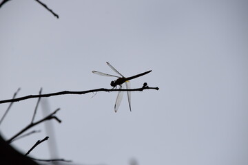 dragonfly silhouette over a dry branch tree with ligth blue sky background