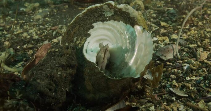 Baby octopus in empty whelk shell.