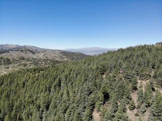 Aryoub Zazai district of Paktia Province of Afghanistan, Forest of Aryoub zazai