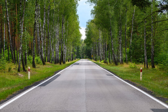 Długa prosta droga przez las brzozowy