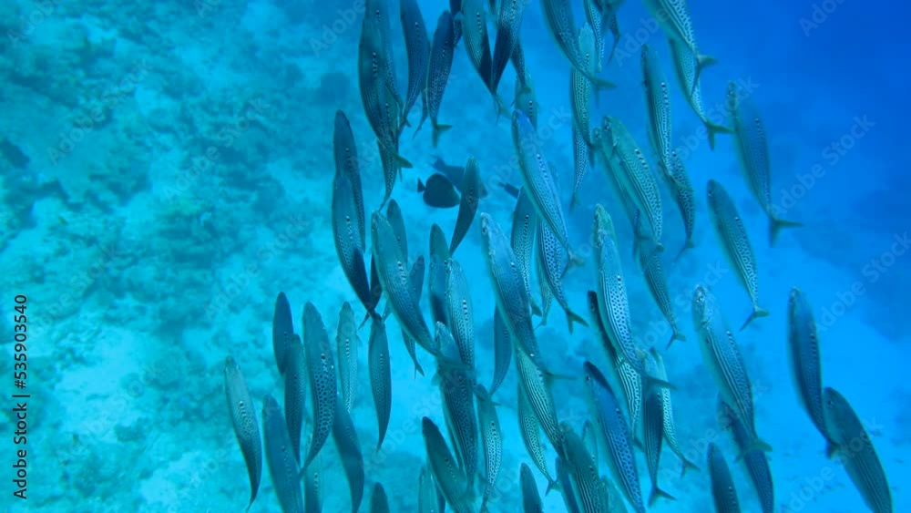 Wall mural school of blue scary skull fishes in red sea egypt