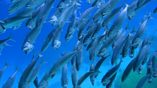 School of blue scary skull fishes in Red Sea Egypt