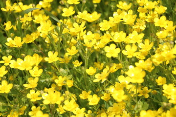 Fototapeta premium Yellow buttercups in spring, Italy