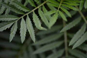 background carved green parotid leaves marigolds close-up background, leaves tagetes green background leaves Chernobrivtsy, 
marigolds, the texture of the leaves of a herbaceous garden plant 