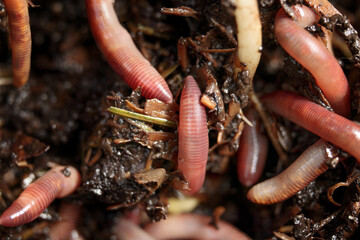Composting worms on top of kitchen scraps, manure and dirt. Top view of group of earthworms or red...
