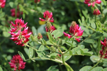 Red flowers of Hedysarum coronarium in spring, Italy