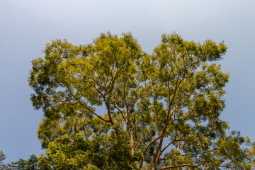 árvores com céu azul