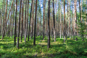 Green pine forest with a swamp. Berry and mushroom places. Lots of trees.