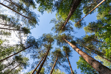 Tall pine tress from the ground up perspective on a blue sky background